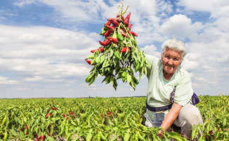 Chili Ernte  - Chilis richtig ernten und verarbeiten 