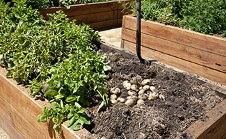 Gewächshäuser & Hochbeete       - Gewächshäuser, Frühbeetfenster, Hügel- und Hochbeete -  stadtfarmer.eu   