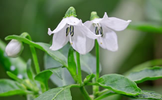 Chili Blüte und Bestäubung  - Die Chili Blüte und Bestäubung 