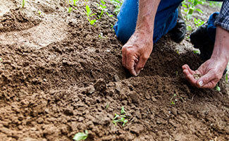 Saatgut, Setzlinge und Aussaatzeit - Saatgut, Setzlinge und Aussaatzeit - stadtfarmer.eu