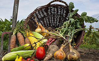 Ökologie und Biologie - Die Bedeutung der Begriffe “Ökologie“ und „Biologie“ - stadtfarmer.eu