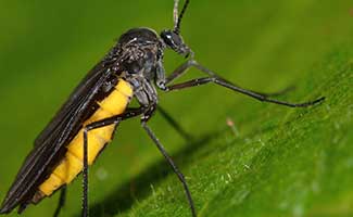 Trauermücken (Schwarze Fliegen) - Was sind Trauermücken (Schwarze Fliegen)