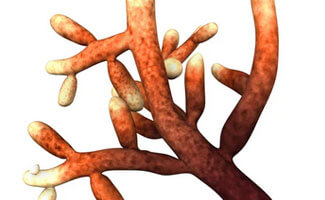 Was ist eigentlich Mykorrhiza? - Was ist eigentlich Mykorrhiza?