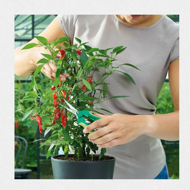 Ernteschere "Curved"