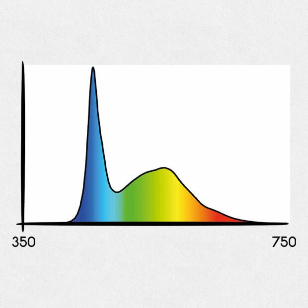 Secret Jardin TLED 42W Wuchs