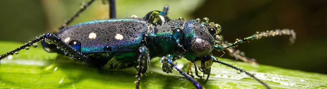 Käfer Schädlinge