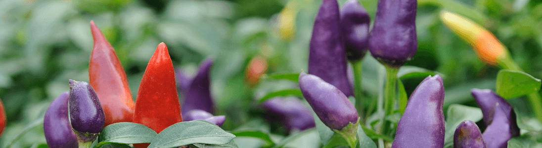 Chili Blüte und Bestäubung 
